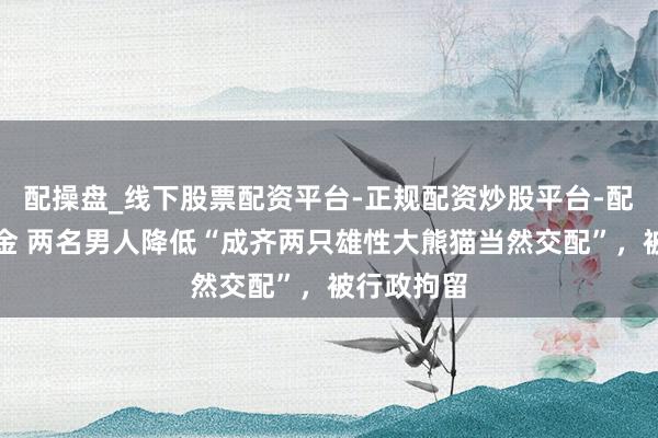 配操盘_线下股票配资平台-正规配资炒股平台-配资平台佣金 两名男人降低“成齐两只雄性大熊猫当然交配”，被行政拘留